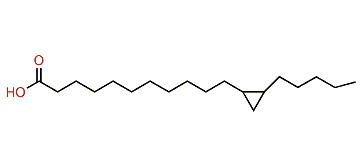 (Z)-11,12-Methyleneoctadecanoic acid